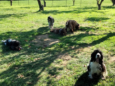 Elevage de chiens en semi-liberté dans la campagne champenoise